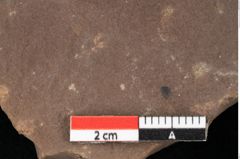 Foto (Detailansicht) von Sparganium acheronticum Unger (NHMW-GEO-2024-0188-0440)